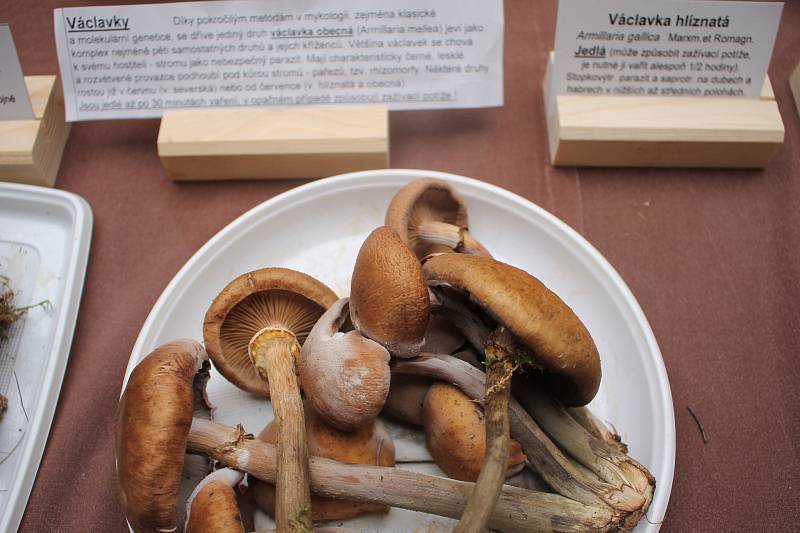 Výstava hub v Klatovech
