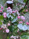 Jabloně kvetou, ale mnohde zapadají sněhem a může je spálit mráz.