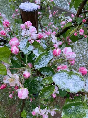 Jabloně kvetou, ale mnohde zapadají sněhem a může je spálit mráz.
