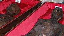 Stěhování mumií z klatovských katakomb