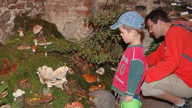 Výstava hub v Sušici