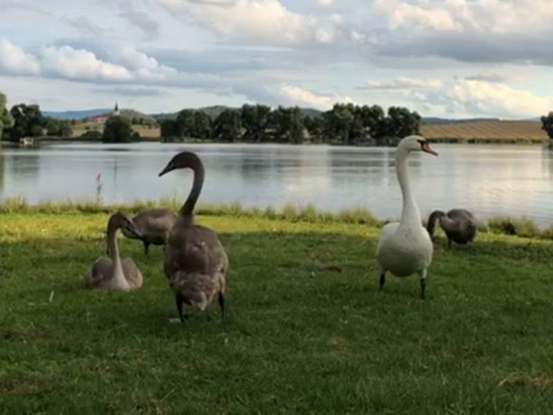 Idylka labutí rodiny ve Smrkovci skončila, rodiče zastřelil lovec při honu na kachny.