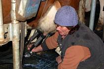 Už nyní je výroba mléka prodělečná například v Rolnickém družstvu v Dolanech, kde jsme při odpoledním dojení zachytili ošetřovatelku dojnic Janu Valešovou. 