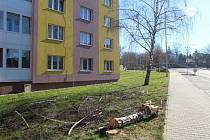 V Klatovech bylo letos pokáceno 52 stromů po celém městě.