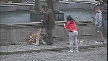 Tygřici, kterou na náměstí zachytily kamery městské policie, si chtěl každý vyfotit.