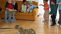 Děti z Klokánku poznaly tygříka z cirkusu Jo - Joo
