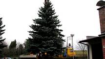 Kácení vánočního stromu pro klatovské náměstí