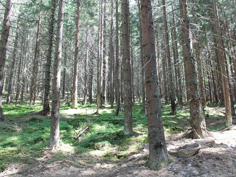 Deník navštívil budované centrum na Srní, kde turisté již v září uvidí šelmy v přírodě.