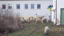 Ovce pobíhající v sousedství obchodního domu.