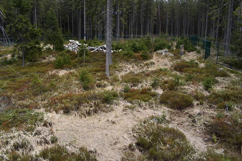 Po "koronavirové" pauze se na prvního máje veřejnosti poprvé otevřela návštěvnická centra šumavského národního parku na Srní a na Kvildě.