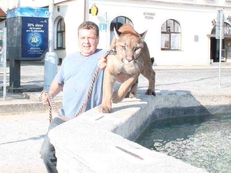 Miroslav Lenc z Horažďovic chová lvici a dvě pumy a běžně s nimi chodí na procházky po městě.