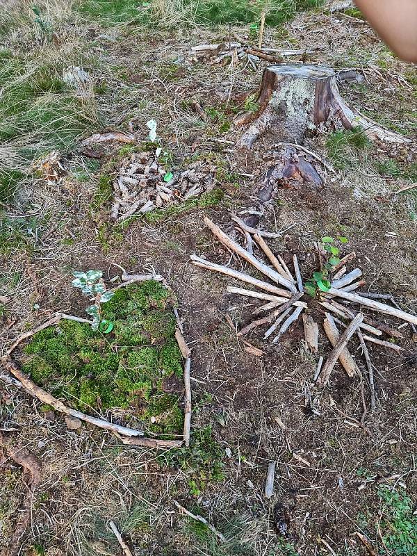 Sázení s WeLoveŠumava na Pancíři.