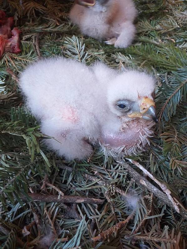 Vejci zpočátku nedávali žádnou naději. Sokolník Aleš Hollý z Kladrub požádal o pomoc kamaráda. Spojili síly a stal se zázrak.