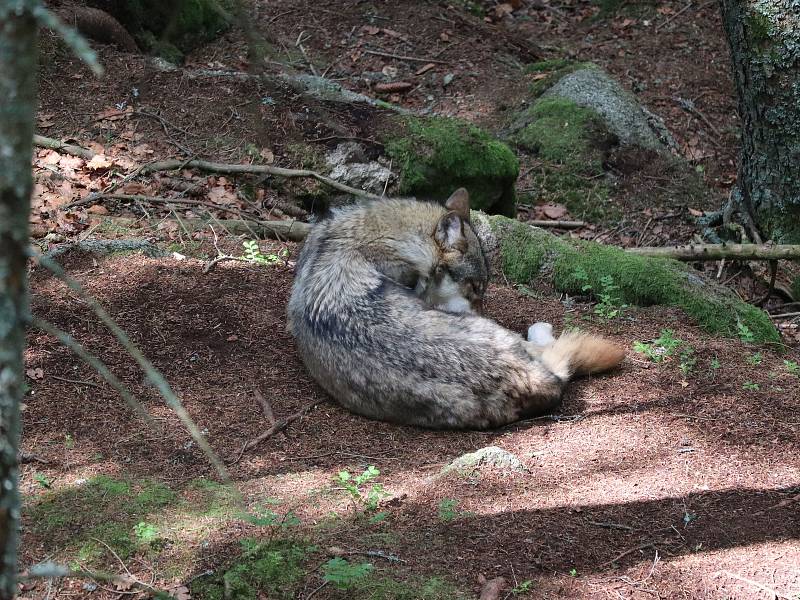 Návštěvnické centrum NP Šumava v Srní, kde je možné vidět i vlky