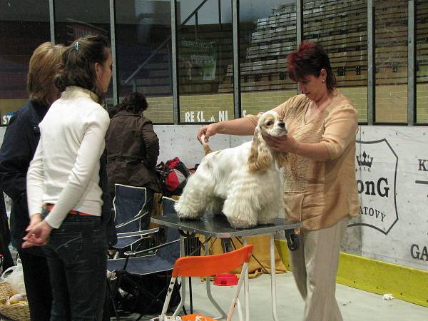 Národní výstava psů v Klatovech
