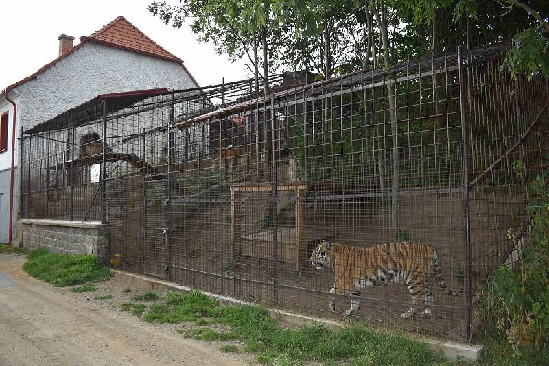 Chovatel šelem Miroslav Lenc se svými mazlíčky.