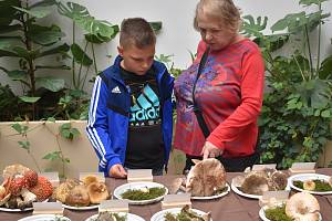 Již 12. ročník výstavy hub v kulturním domě v Klatovech.