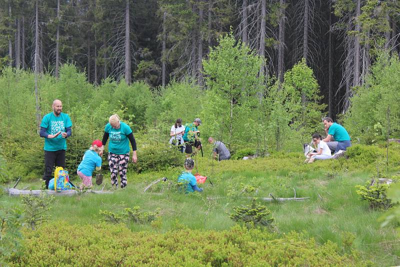 Sázení stromků na Šumavě s WeLoveŠumava 5. června 2021.