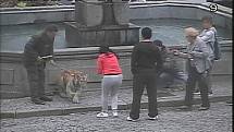 Tygřici, kterou na náměstí zachytily kamery městské policie, si chtěl každý vyfotit.