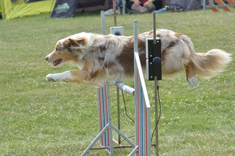 Agility v Ratenicích.