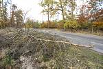 Vyvrácený strom mezi obcemi Jelen a Býchory ve čtvrtek 21. října 2021.