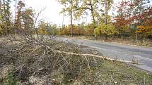 Vyvrácený strom mezi obcemi Jelen a Býchory ve čtvrtek 21. října 2021.