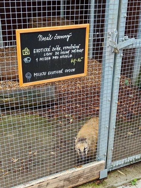 V Záchranné stanicí pro handicapované živočichy Huslík v Poděbradech.