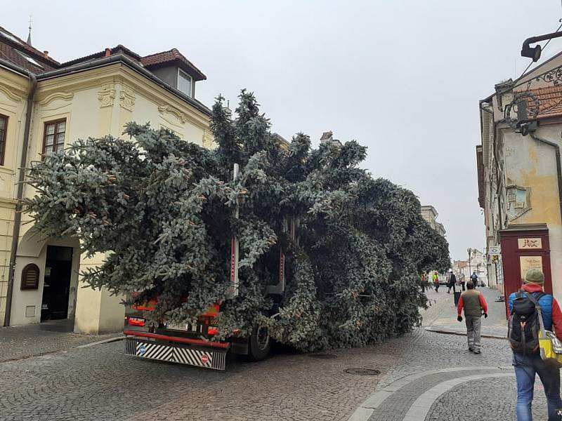 Do Kolína dorazil vánoční strom. Pochází z Čáslavi.