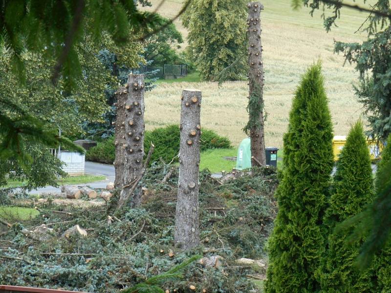 Fotografie situace po pokácení stromů