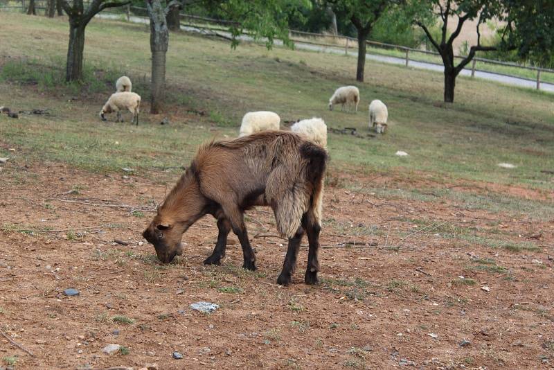 Voničková sobota v kouřimském skanzenu.