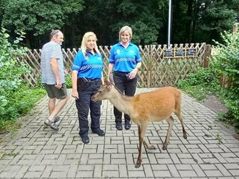 Městská policie Kolín dlouhodobě spolupracuje se Záchrannou stanicí pro handicapované živočichy Huslík v Poděbradech.