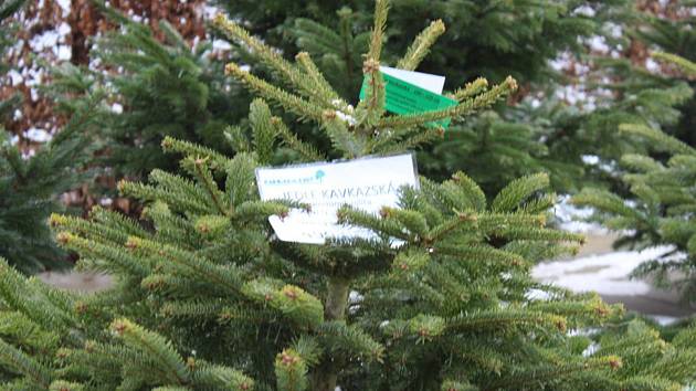 Prodej vánočních stromků. Ilustrační foto