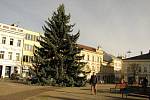 Vánoční strom na Karlově náměstí v Kolíně před nazdobením.