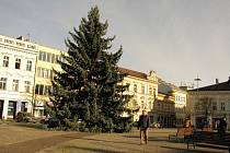 Vánoční strom na Karlově náměstí v Kolíně před nazdobením.