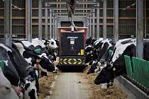 Mlékárna Ohaře nabízí svým zvířatům moderní kravín.