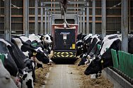 Mlékárna Ohaře nabízí svým zvířatům moderní kravín.