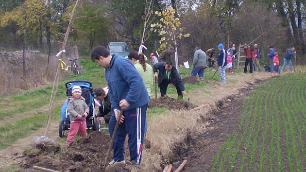 Obec Lošany se připojila ke spolupráci na projektu Podlipansko sází stromy, který připravila MAS Podlipansko.