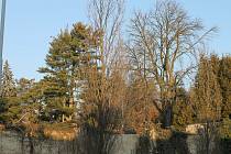 Z kolínského hřbitova by mělo zmizet kolem 20 stromů.