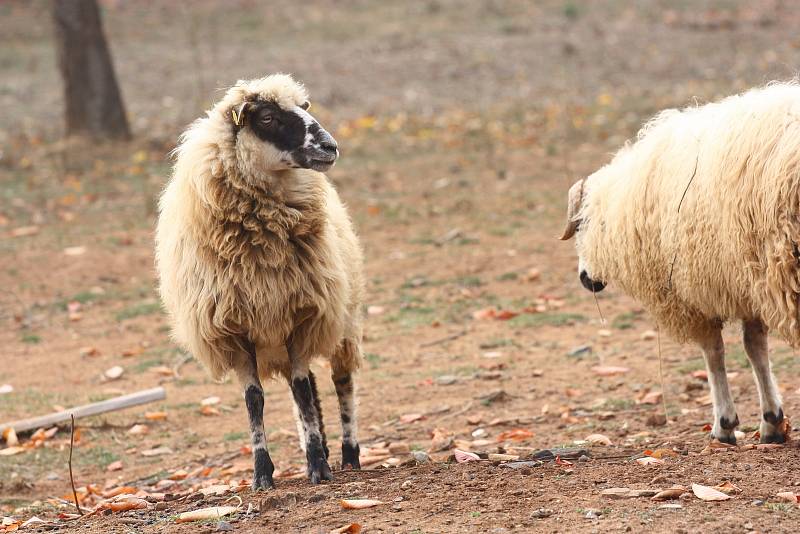 Dobové kroje, lidové písně, ale také přednáška o čaji, beseda o jídle i kolotoč – takové bylo svatohavelské posvícení v kouřimském skanzenu.