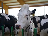 Moderní kravín dopřává zvířatům pohodu