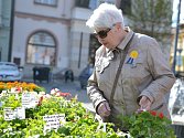 Koupí žluté květiny mohou opět lidé na mnoha místech republiky podpořit boj proti rakovině. Po Kolíně chodí několik dvojic slečen i mladých mužů, kteří květiny nabízí nejen v centru a okolí  náměstí.