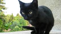 Ferda 2 měsíce, evropská kočka - kocourek, barva černá s bílou hvězdičkou na hrudi. 
