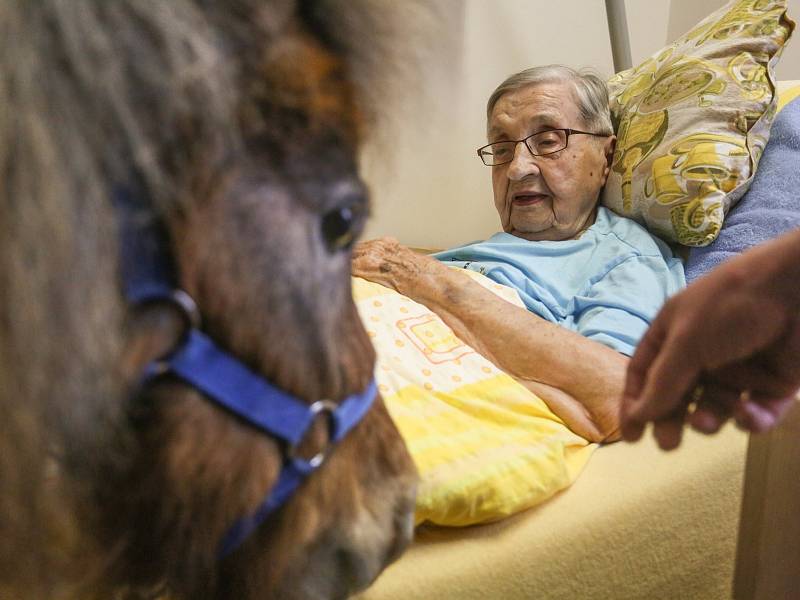 Terapeutický poník mezi seniory v Domově Clementas v Mlékovicích.