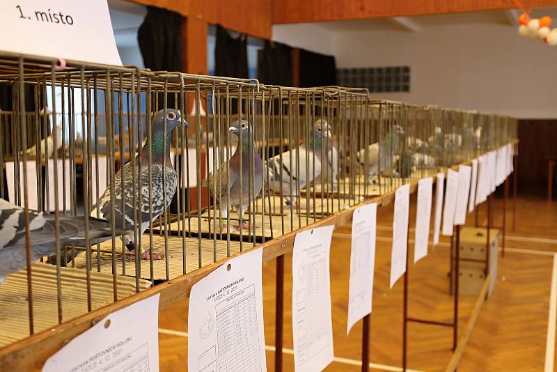 V Tatcích se uskutečnila výstava holubů.