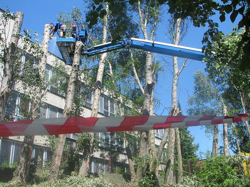 Kácení topolů v Masarykově ulici v Kolíně