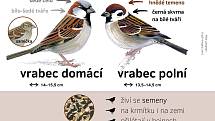 Vrabec domácí a vrabec polní