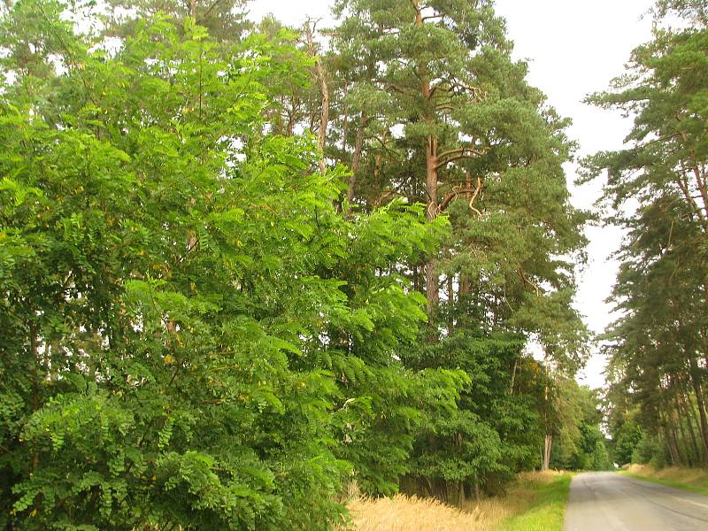 Lesy v okolí obce Jelen.