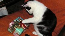 Také naši zvířecí kamarádi mají radost z dárků pod vánočním stromkem