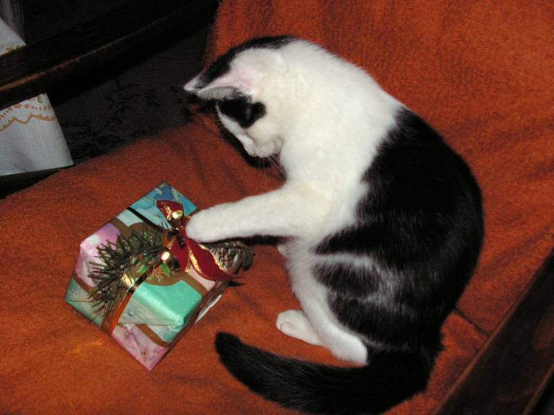 Také naši zvířecí kamarádi mají radost z dárků pod vánočním stromkem
