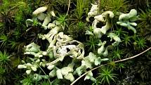 Cladonia turgida - Raškov, Šumperk.